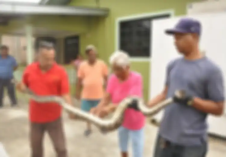 Ular Besar Seberat 31 Kg Ini Dikira Boneka Mainan, Pemilik Rumah: Itu Mungkin Dewa Siwa
