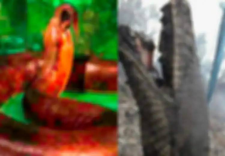 Lebih Besar dari Piton Raja yang Jadi Korban Kebakaran Hutan di Kalimantan, Inilah Titanoboa, Monster Ular Pemakan Buaya