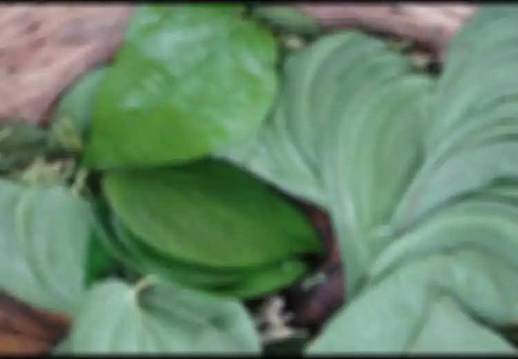 Minum Air Campuran Daun Sirih untuk 'Manjakan' Percernaan Anda, Simak Manfaat Lainnya dan Cara Membuat Ramuan Ini!