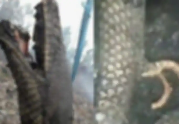 Bukan Hanya Ular Raksasa, Petugas Juga Temukan Ular Berkaki Tiga saat Padamkan Karhulta di Belantara Riau