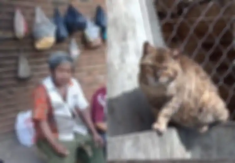 Kakak Beradik Ini Nekat Makan Kucing Sebagai Pengganti Nasi, 'Keluarganya Tidak Ada, Hanya Berdua Saja'