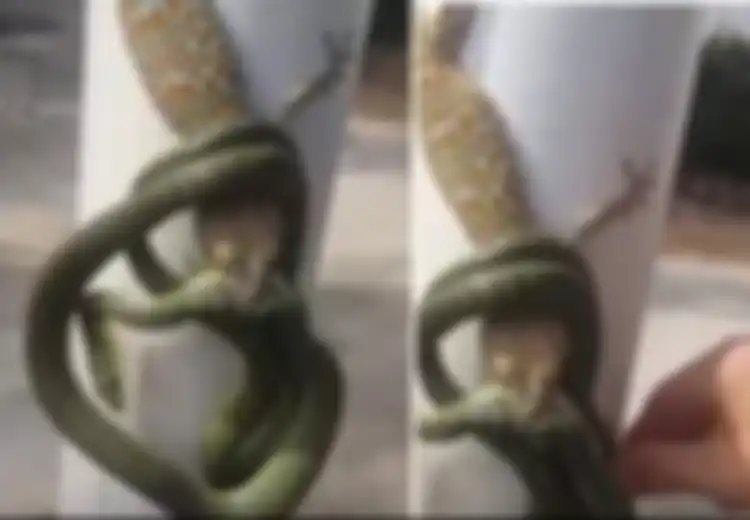 (Video) Ular vs Tokek: Melihat 'Pertempuran' Sengit Ini, Seorang Pria Justru Lakukan Hal Tak Terduga