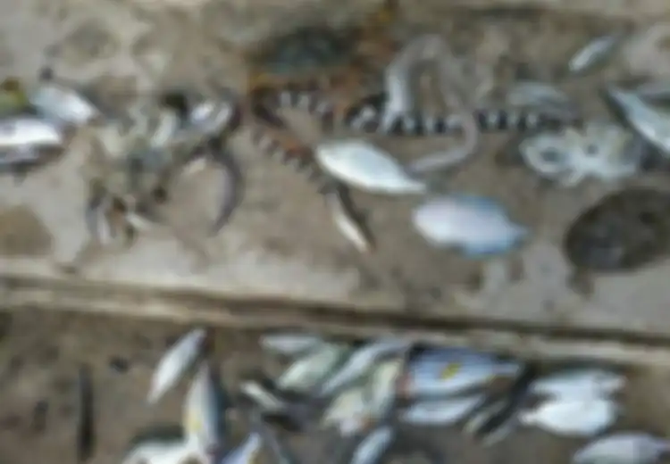Ratusan Ikan Mati Mendadak di Maluku Buat Resah, Begini Komentar LIPI