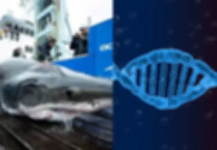 BERITA POPULER: Bekas Gigitan di Kepala Hiu yang Ungkap Predator Raksasa Hingga Hubungan Hancur Gara-gara Iseng Tes DNA