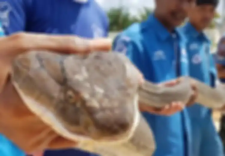 Berbobot 15Kg dan Panjang 4 Meter, King Kobra Ini Ditemukan di Selokan, Ternyata Sengaja 'Dipelihara' oleh Pihak Berwenang, untuk Apa?