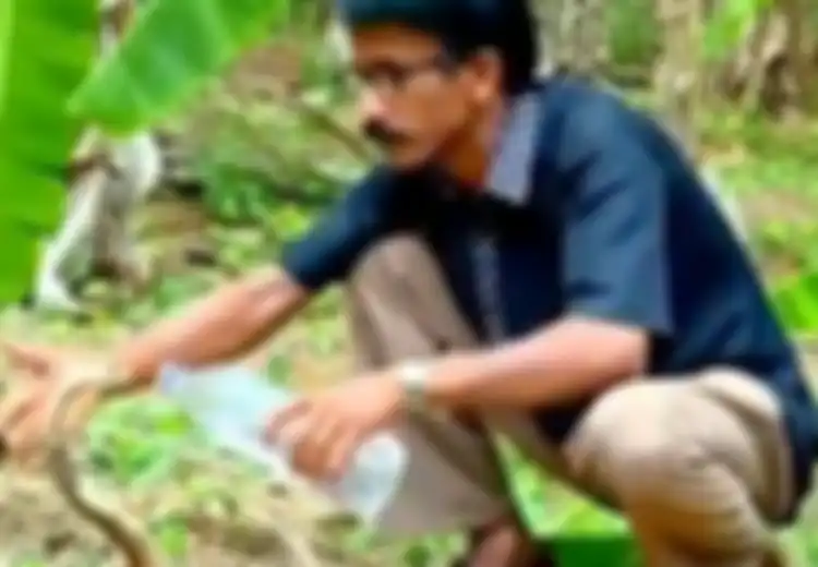 (Video) Seperti Mengabaikan Keselamatan Sendiri, Petugas Hutan Ini Memberi Minum Ular Kobra yang Kehausan
