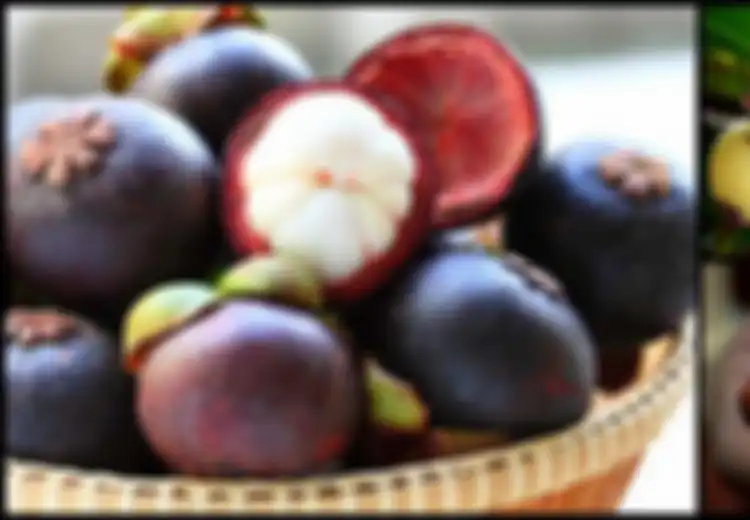 Mudah Ditemui di Indonesia, Buah Manggis yang Jadi 'Ratu Buah' Ini Miliki Manfaat Kesehatan Luar Biasa, Termasuk Antikanker dan Kecantikan Kulit