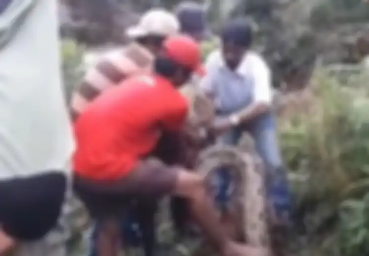 Cerita di Balik Penemuan Ular Piton Seberat 200 Kilogram dan Panjang 7 Meter, hingga Diangkut dengan Ekskavator