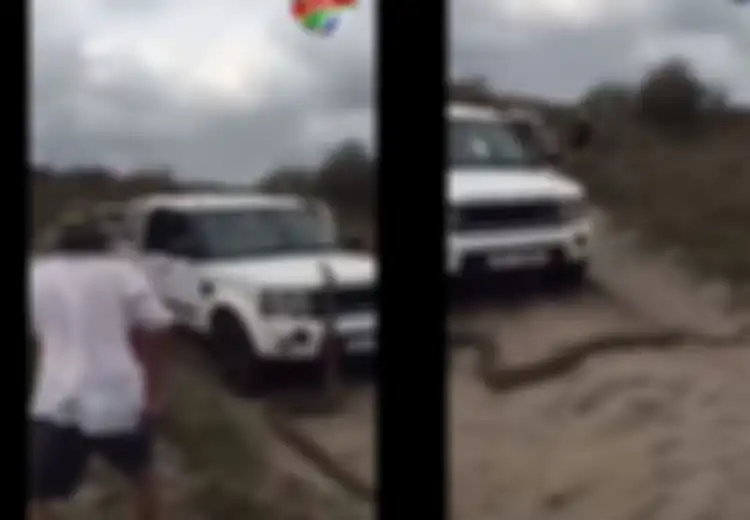 Piton Raksasa Ini Mengejar Turis dan Memanjat Mobil dengan Beringas, Ia Adalah Jenis Ular Terbesar di Afrika