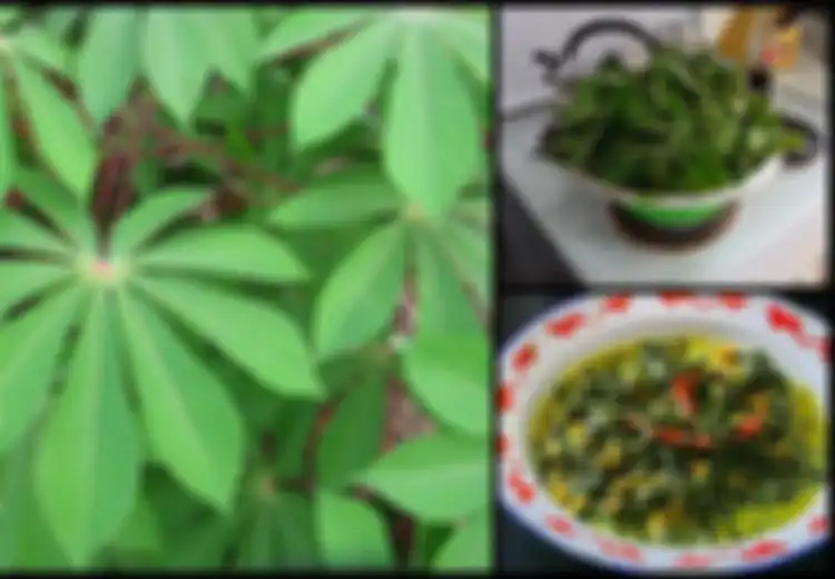 Beruntunglah Anda yang Suka Makan Daun Singkong saat Makan Nasi Padang, Rupanya Daun Singkong Bisa Menjadi Obat untuk Penyakit Mematikan Ini