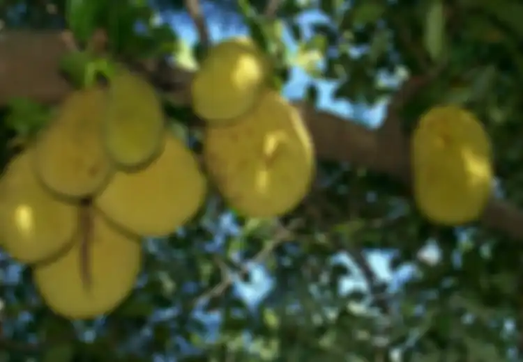 Tidak Hanya Buahnya, Bagian Terlupakan dari Pohon Nangka Ini Ternyata Punya Manfaat Luar Biasa untuk Tubuh, Salah Satunya Tingkatkan Produksi ASI