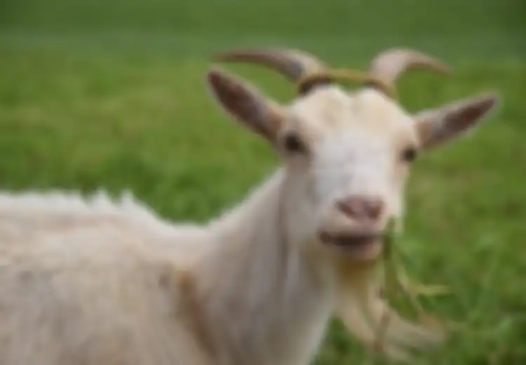 Padahal Cuma Seekor Kambing Hewan Ini Sukses Bikin 40 Tentara Rusia Terluka Akibat Ledakan Granat, Bagimana Bisa Kambing Membuat Militer Rusia Keteteran?