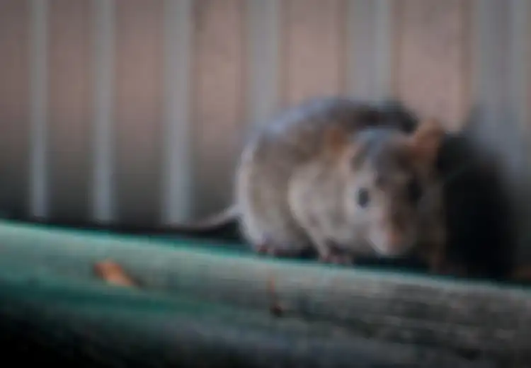 Tikus Kabur dari Rumah, Cukup dengan Pasta Gigi, Begini Caranya