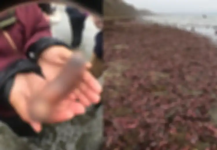 Ribuan 'Kemaluan Pria' Ini Tersebar Rata Menutupi Pantai, Mereka Bahkan Menghasilkan Jaring Lendir yang Lengket dan Terlihat Seperti Ubur-ubur