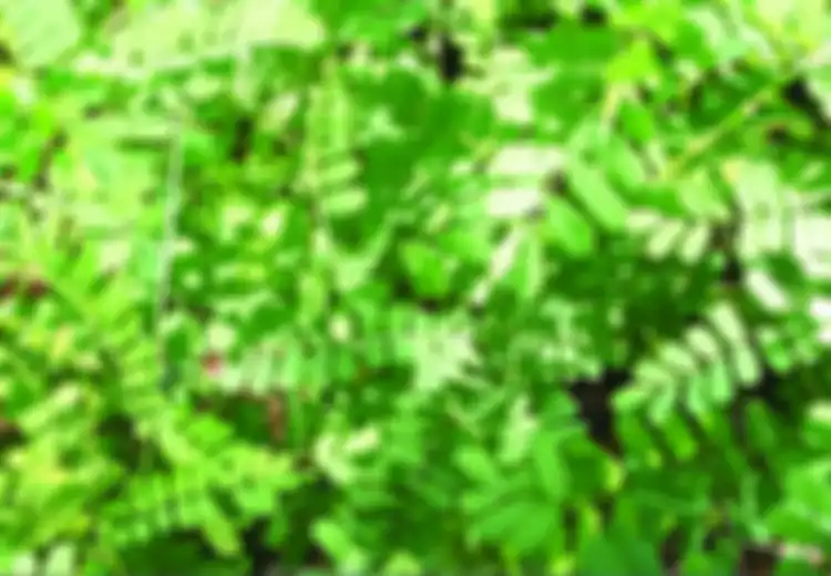 Ini 10 Manfaat Tanaman Obat Daun Saga, dari Turunkan Demam Hingga Bantu Atasi Gigitan Ular, Tapi Hati-hati Efek Sampingnya