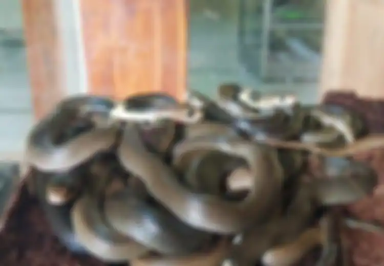 Ramai Teror Ular Kobra Masuk Rumah Warga, Pakar Sebut Satu Benda Inilah yang Mengundang Ular Kobra Masuk Rumah