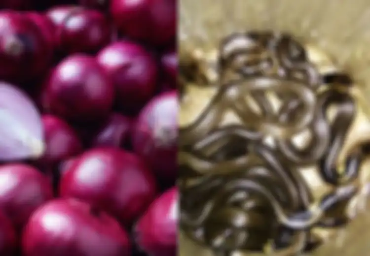 Viral Kabar Bawang Merah Ampuh Sembuhkan Gigitan Ular Kobra, Benarkah?