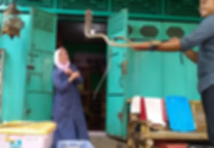 7 Kisah Pemelihara Ular di Sejumlah Daerah, dari Ratu Ular, Tidur Bersama, hingga yang Tewas Saat Mandikan Ular