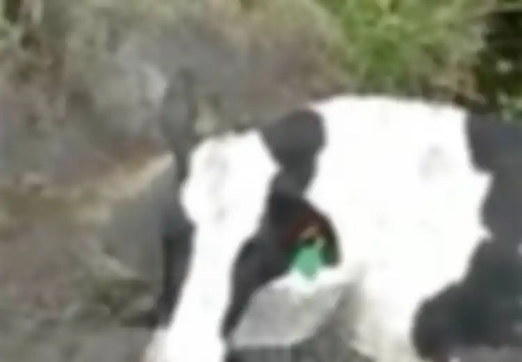 Setengah Tubuhnya Terpotong, Sapi yang Tengah Hamil Ini Masih Hidup dan Ditemukan dalam Kondisi Menyedihkan, Kekejaman Ini yang Jadi Sebabnya: 'Dimutilasi di Jurang'