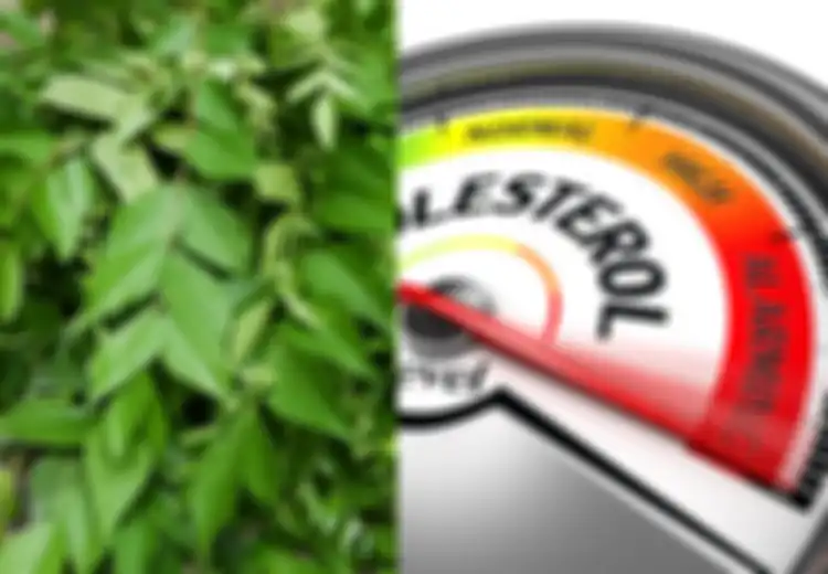Tidak Hanya untuk Masakan Ini 15 Manfaat Kesehatan Daun Kari, dari Turunkan Kadar Kolesterol Hingga Melawan Kanker 