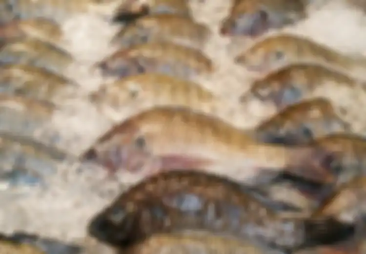 Memang Enak, Tapi 5 Fakta Mengenai Ikan Mujair Ini Bisa Bikin Anda Geli Sampai Tak Doyan Lagi dan Jijik, Kenapa Memangnya?