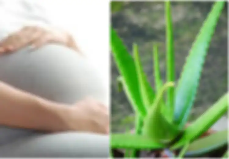 Tidak Hanya untuk Kecantikan, Lidah Buaya pun Punya Manfaat Bagi Wanita Selama Kehamilan, Salah Satunya Ringankan Rasa Sakit, Mau Coba?