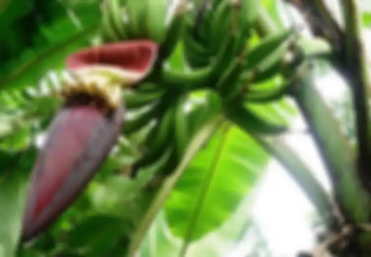 4 Manfaat Jantung Pisang untuk Ibu Hamil, Atasi Morning Sickness hingga Perkuat Rahim