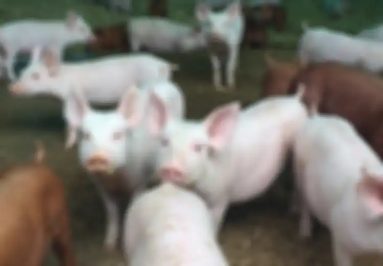 Babi Mati Mendadak di Bali Capai 888 Ekor di 2020, Peternak Sayangkan Hasil Lab Tak Kunjung Keluar, Apa yang Terjadi?