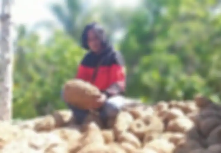Ubah Pemulung Jadi Miliarder, Siapa Sangka Tanaman yang Dulu Dibuang-buang Ini Ternyata Dapat Bikin Kaya Raya: Hasilkan Rp 12,5 Juta Per Hektar