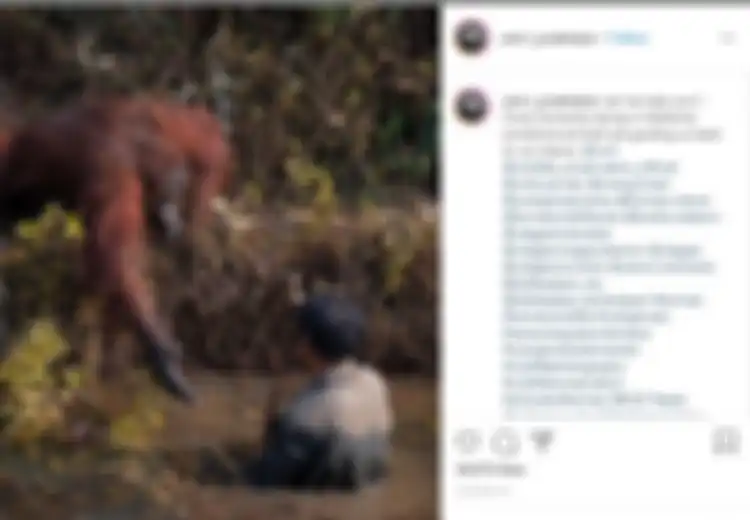 (Foto) Momen Menyentuh Saat Seekor Orangutan Mengulurkan Tangan ke Pria yang Masuk ke Kolam Penuh Ular