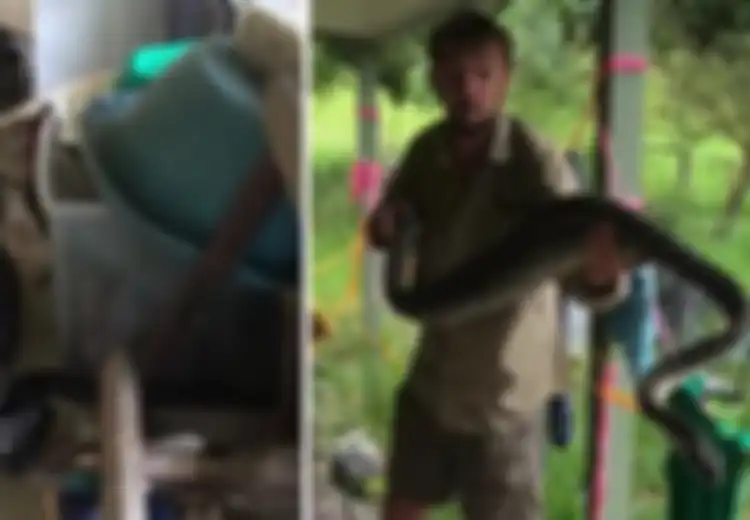 Dianggap Menyebarkan Infeksi Kurap, Seekor Kucing Ditaruh di Luar Rumah, Namun Ular Piton Sepanjang 3 Meter Melahapnya Utuh: Dia Hanya Membunuh Tikus dan Mencintai Kita
