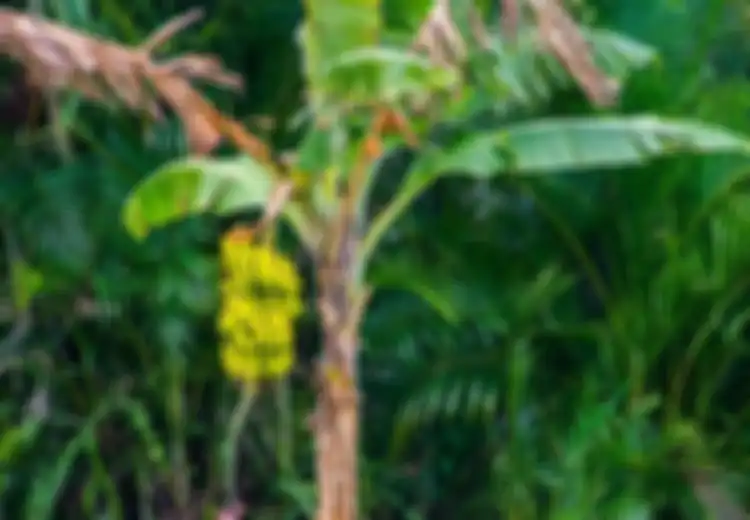 5 Khasiat Luar Biasa Batang Pohon Pisang, Termasuk Cegah Batu Ginjal Hingga Sembuhkan Diabetes