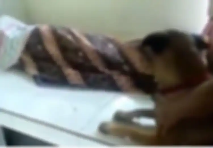  Majikannya Terbujur Kaku, Anjing Malang Ini Tertangkap Kamera Tarik-tarik Kain Jarik Penutup Jenazah, Usahanya Bangunkan Tuannya dari Kematian Sungguh Memilukan