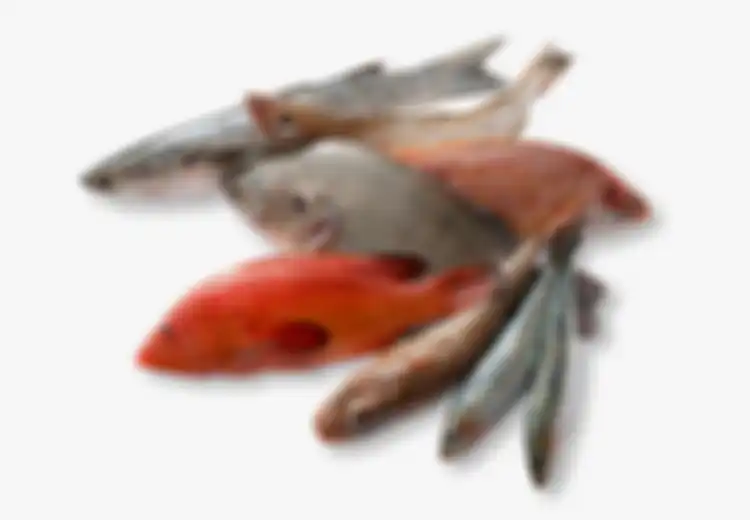 Wah Ternyata Selama Ini Kita Salah! Hilangkan Bau Amis Ikan dengan Jeruk Nipis Tidaklah Bagus, Tapi Gunakan Rempah Ini!