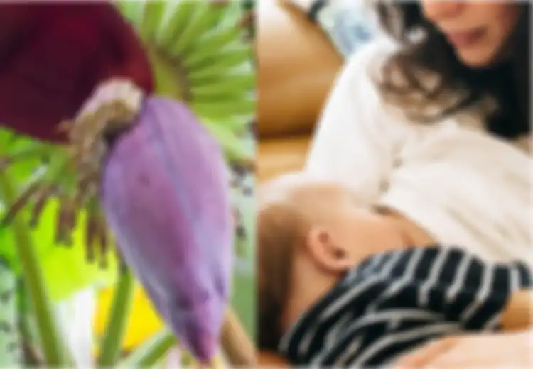 Ibu Menyusui Jangan Ragu Lagi untuk Makan Jantung Pisang, Karena Manfaat Jantung Pisang Termasuk Perbanyak Air Susu Ibu