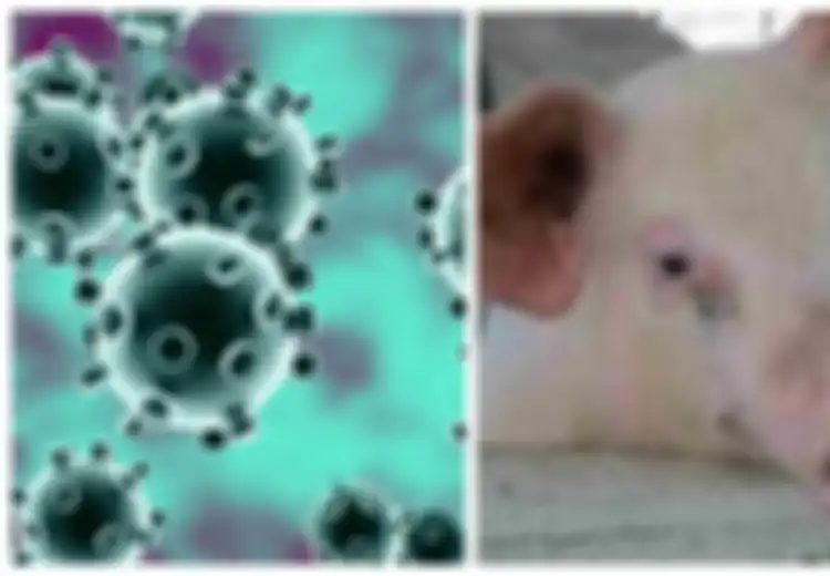 Anak Babi di China Disuntik Virus Corona Kemudian Menjadikannya Makanan Untuk Babi Lainnya, Terungkap Ini Tujuan Misi Tersebut yang Awalnya Buat Geleng Kepala!