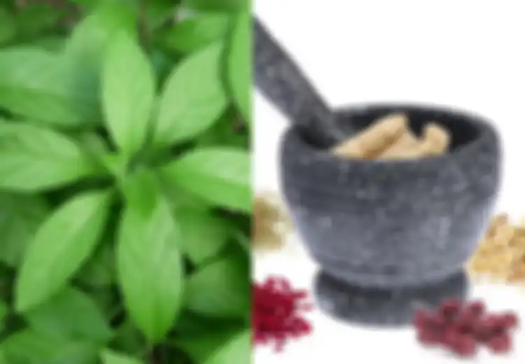 7 Manfaat Daun Dewa dan Cara Mengolahnya, Bisa Anda Coba di Rumah!