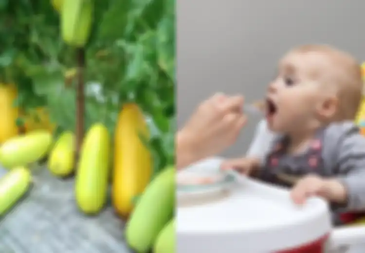 Manfaat Timun Suri untuk Bayi yang Hanya Bisa Didapat Saat Bulan Ramadhan, Salah Satunya untuk Obati Borok Lambung