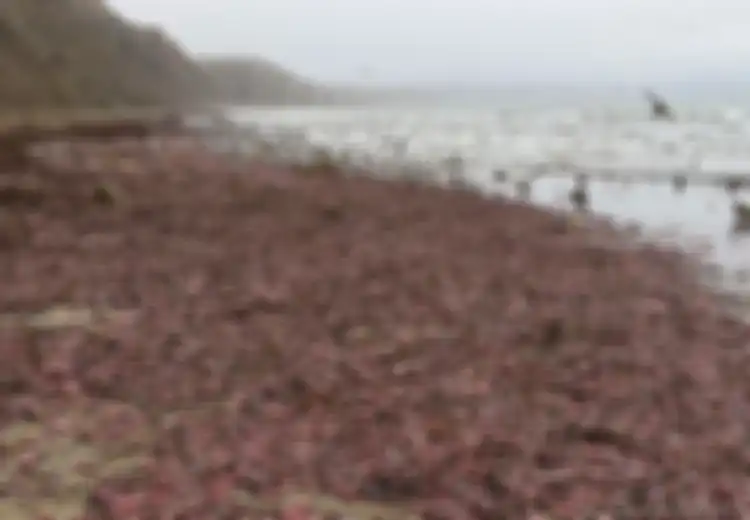 Penampakan Ribuan Makhluk Mirip Alat Kelamin Pria Berserakan di Pantai Mengagetkan Banyak Orang, Apa yang Sebenarnya Terjadi?