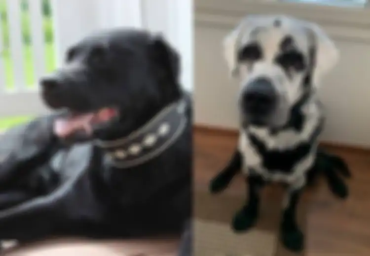 Terlahir Berbulu Hitam, Bulu Anjing Ini Tiba-tiba Berubah Warna Menjadi Putih, Rupanya Inilah yang Terjadi