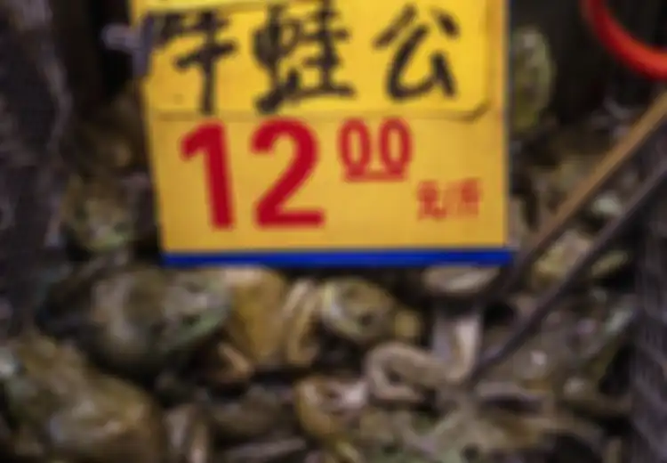 Terlihat Kodok Hidup Segar Dijual di Pasar Hewan Liar di China yang Dapat Membuka Kekhawatiran COVID-19: Pedagang Bingung 'Hewan Liar' Itu yang Bagaimana?