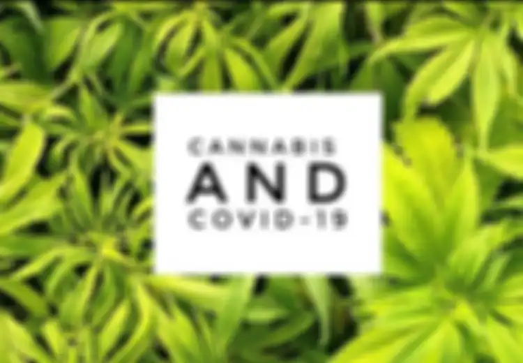 Mampu Menutup 'Pintu Masuk' Virus Corona ke Dalam Tubuh Hingga 70%, Ganja Disodorkan untuk Tangani Covid-19, Ini Penelitiannya