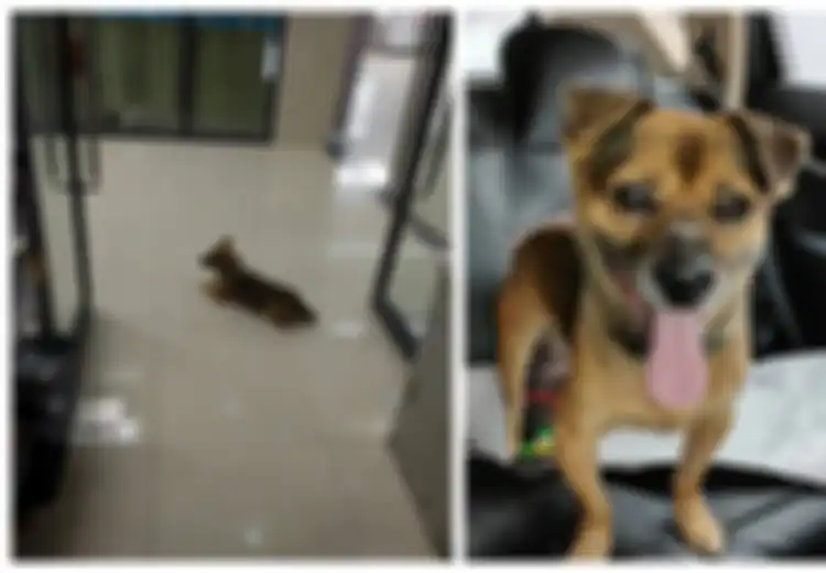 Kisah Anjing yang Setia Menunggu Sang Pemilik di Rumah Sakit, Padahal Pemiliknya Tak Akan Pernah Kembali karena Menjadi Korban Covid-19, Begini Nasib Anjing Malang Itu