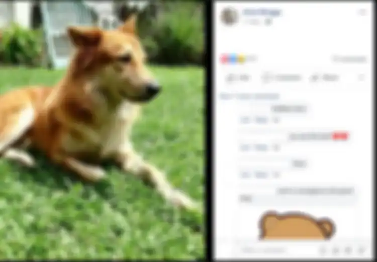 Semasa Hidupnya Dikenal Sebagai Anjing yang Agresif, Nyatanya Anjing Ini Justru Mati Sebagai Sosok Pahlawan Bagi Pemiliknya, Ini yang Dilakukannya