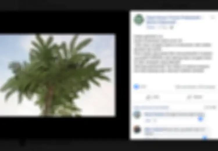 Informasi Viral soal Daun Sungkai untuk Obati Covid-19, Begini Tanggapan IDI Atas Hal Tersebut...