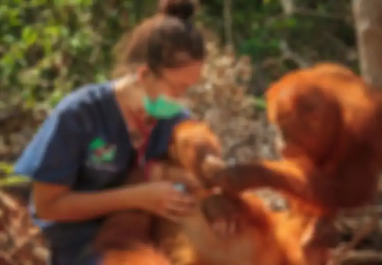 Dikhawatirkan Populasinya Bisa Musnah Gara-gara Virus Corona, 400 Orangutan Batal Dilepas ke Habitat Asli, Fakta Ini Jadi Pertimbangan