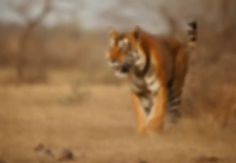 Perburuan Hingga Rusaknya Habitat, Ancam Kelestarian Populasi Harimau 