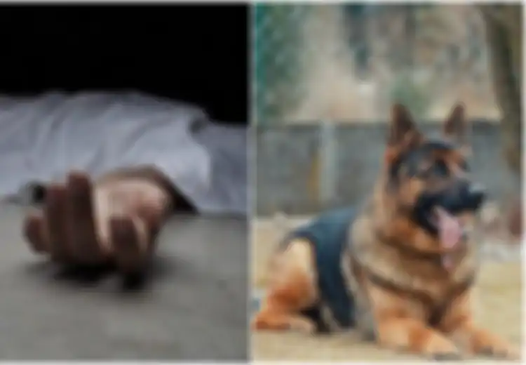 Kabar Baik, Ilmuwan Umumkan  Anjing Bisa Mengendus Covid-19 Pada Tubuh Manusia, Begini Cara Kerjanya!