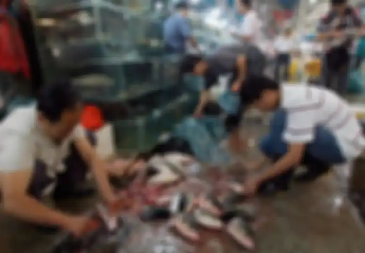 Anak-anak Kucing Dicekoki Daging Kucing Mati: Daging yang Dibeli dari Pasar Basah China Terancam Dilarang Karena Sebuah Eksperimen di AS