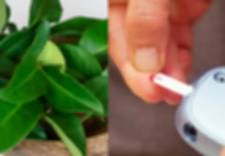 Daun Salam untuk Obat Apa, Salah Satunya Bantu Obati Diabetes